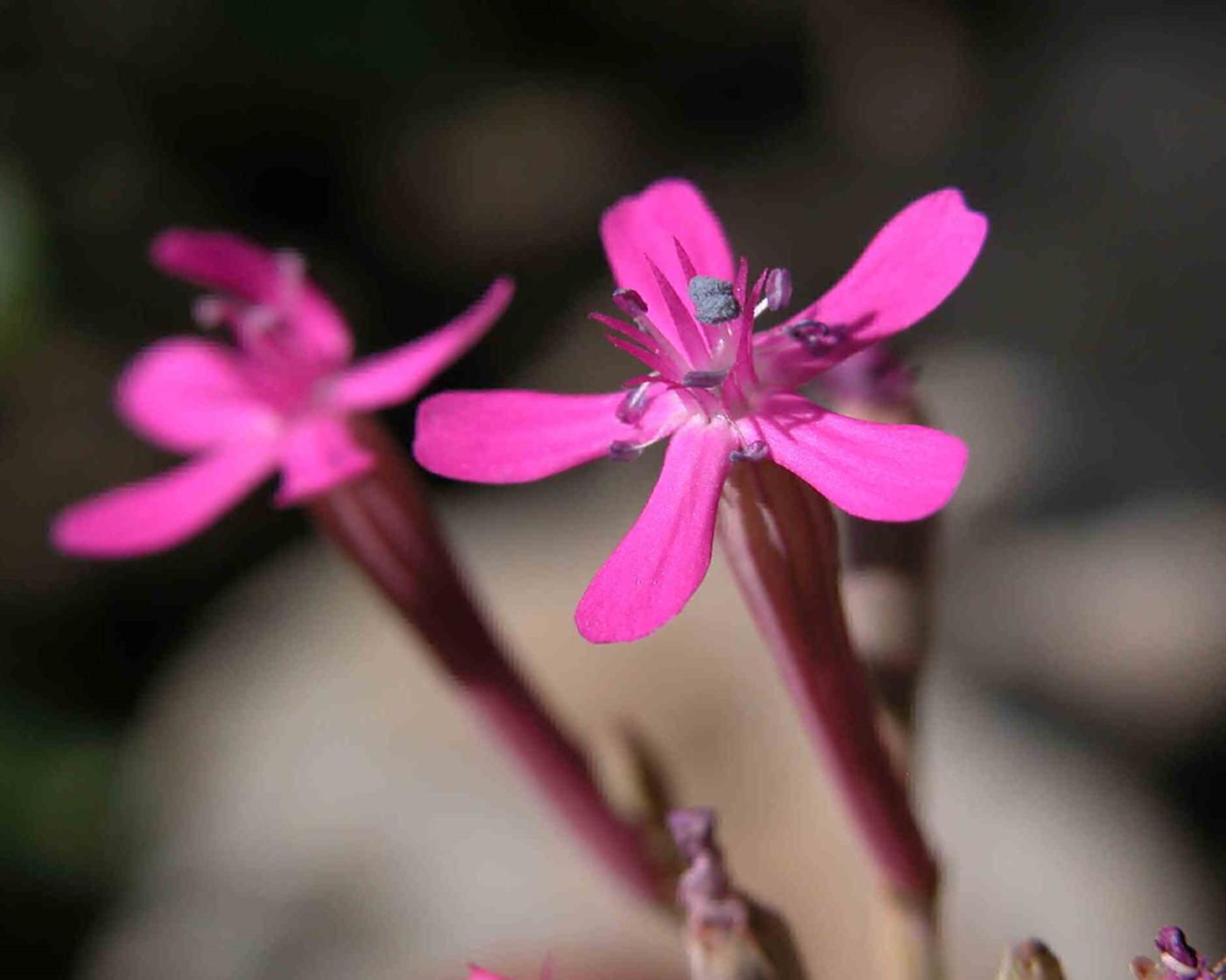 Catchfly, Sweet-William flower